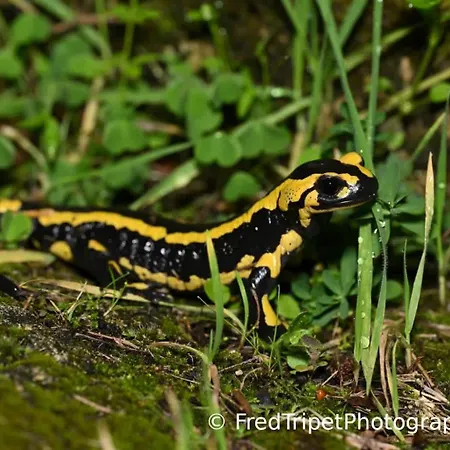 La Tuiliere Naturalism And Biodiversity Refuge